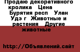 Продаю декоративного кролика › Цена ­ 500 - Бурятия респ., Улан-Удэ г. Животные и растения » Другие животные   